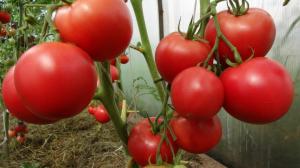 Pomidorai neperkaista: paprastos priemonės