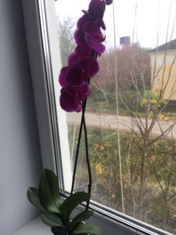 Po tinkamo tinka mano orchidėja iš karto suklestėjo