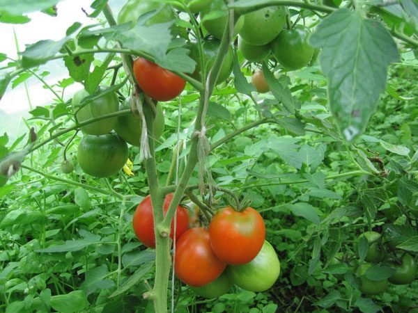 Teka pomidorus į šiltnamį. Nuotraukos Straipsnyje iš interneto