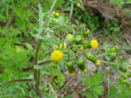 Žolė auga kojomis - Senecio vulgaris