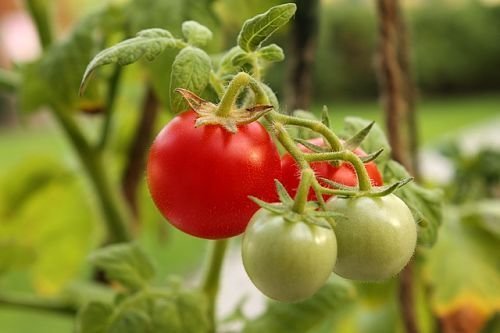 Žiemos pomidorai idealiai tinka salotoms, tačiau blogai saugomi. Tai geriau iš karto pateikti juos į lentelę - skonis ir kvapas puikus!