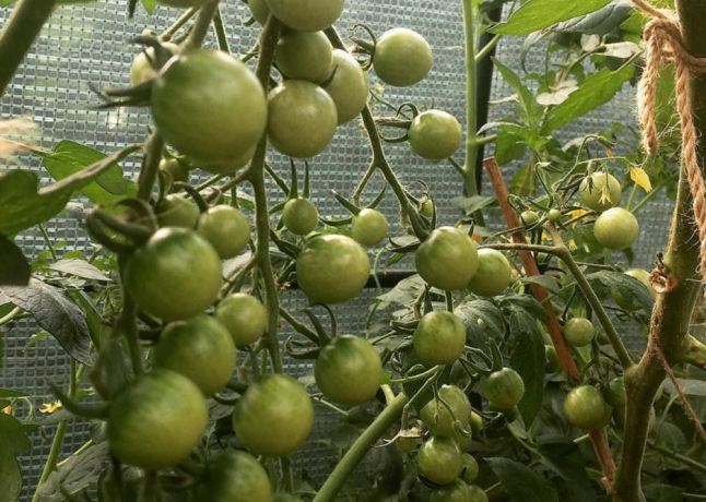 Vaisiai auga dvigubo pomidorų krūmus ne mažesnė nei atskirų sodinti. 