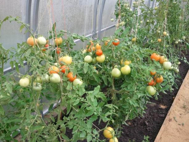 Pomidorai šiltnamyje
