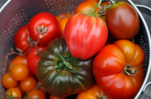 Kelionė derliaus pomidorų m. Mano patirtis