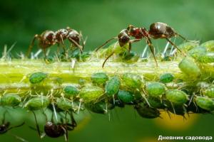 Atsikratyti skruzdėlės su jodu