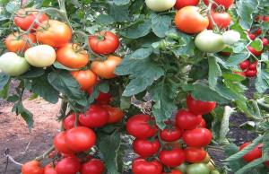 Trąšos pomidorams, kuri padidėja iki 10 kartų kiaušidžių formavimosi.