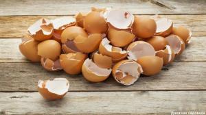 Kiaušinio lukštas: 3 Naudingos programos Rudenį sode
