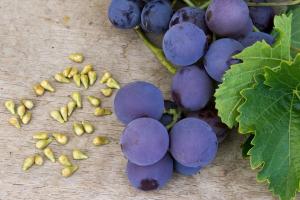 Galiu valgyti vynuogių sėklų ir kaip jie gali paveikti organizmą