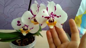 Ar įmanoma išlaikyti namo orchidėjų