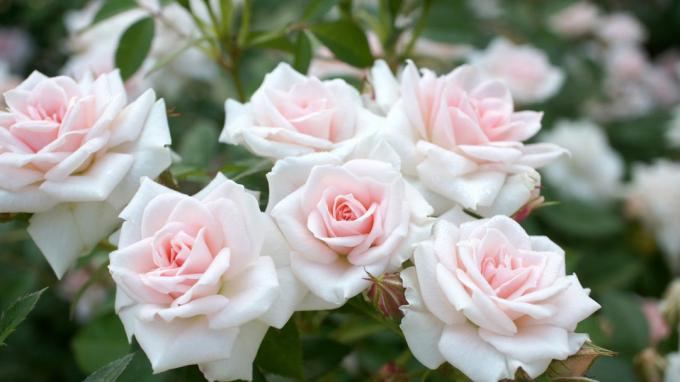 Kvapnios rožės sode (foto -desktopwallpapers4.me)