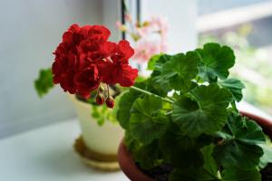 Pelargonijoms: sveikos augimo paslaptis