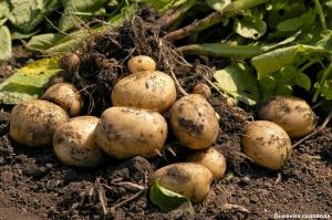 Atkurti dirvožemį po derliaus bulvių