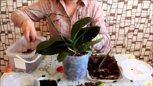 Sėkmingai transplantacija Phalaenopsis orchidėja: 7 žingsniai