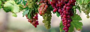 Greitas būdas vynuogių auginimo