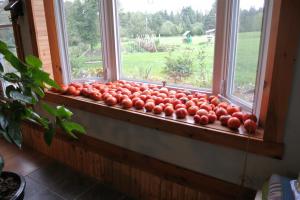 Supilkite-KA 4 teisingus būdų pagreitinti nokinimo pomidorus ant palangės