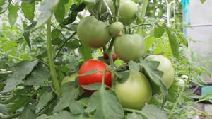 Priežiūra pomidorų rugpjūtį, žinių apie šiuo klausimu. Vaisinės maksimaliai