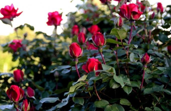Auga kvepiančios rožės nėra sunku, jei žinote "kas tai yra." Nuotrauka: alena-flowers.ru