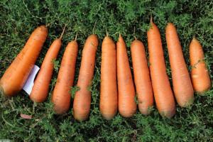 Tinkamai rinkti ir saugoti skanus morkų: prabos