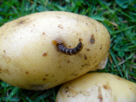 Kaip apsaugoti bulves nuo wireworm: ir kodėl ji yra niekas atspėjote