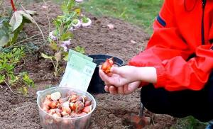 Kaip išvengti klaidų rudenį sodinti tulpes.