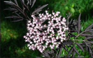 Sambucus nigra, klasės juoda nėrinių - dekoratyvinis efektas jūsų sode