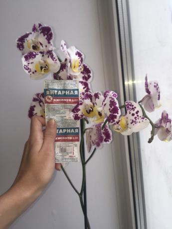 Aš purškimo orchidėja gintaro rūgštis ir ji žydi 3 šakų!