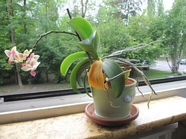 Vaizdas, kad gąsdina daugelis savininkų orchidėjų