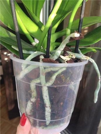Plastiko puodai - labiausiai pageidaujama Phalaenopsis