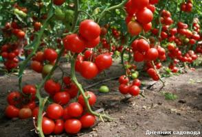 Kada ir kaip pašalinti lapus iš pomidorų