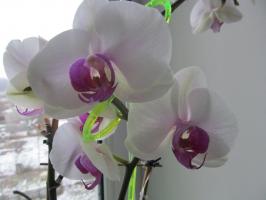 Kodėl aš pasinerti orchidėjos, o ne laistyti iš laistytuvas