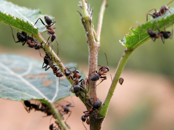 Jie neturi į mūsų svetaines vietą! Nuotraukos iš agronomu.com