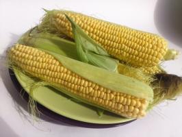 Konservuoti kukurūzai: nauda ir žala, kalorijų