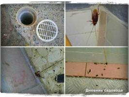 Kaip atsikratyti tarakonų namuose