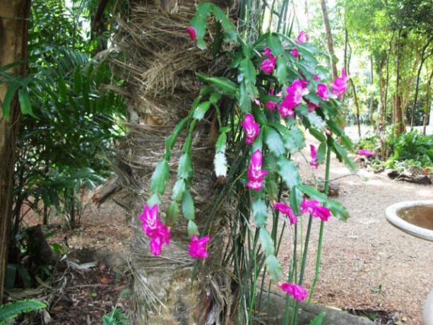 Taigi Grudniowiec auga Brazilijos miškuose