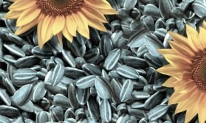 Privalumai ir kenkia saulėgrąžų sėklų kūnui
