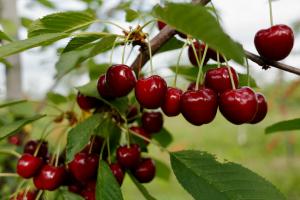 Kaip maitinti vyšnių? Puikus derlius be problemų