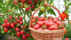 Atkurti po derliaus nuėmimo pomidorų dirvą
