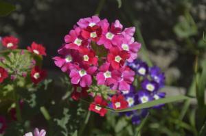 Verbenų - graži gėlė su maloniu kvapu, kurio vienas vargu ar gali rūpintis