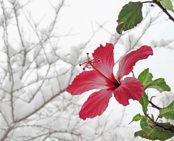 Hibiscus žydi žiemą, kai jie yra šilumos, bet tada vasarą negali mesti pumpurus. Iliustracijos straipsnyje paimtas iš interneto