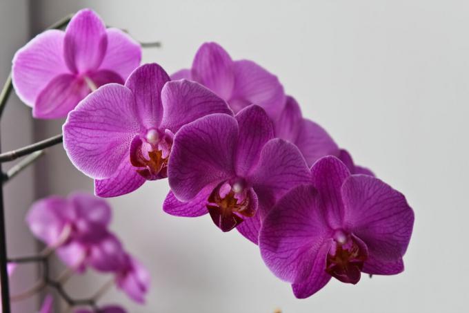 Ankstesniais leidiniais Aš įdėti nuotraukas mano Phalaenopsis daug. Naujos nuotraukos ten, bet tai: šviesus violetinė orchidėjų nusprendė laikyti mane sodrus žydėjimo