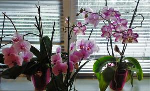 Kur įdėti orchidėjos bute? Patarimai iš patyrusių sodininkų