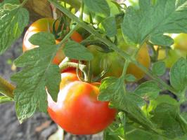 Pomidorų aistra-2. rugpjūčio kas turėtų pomidorai