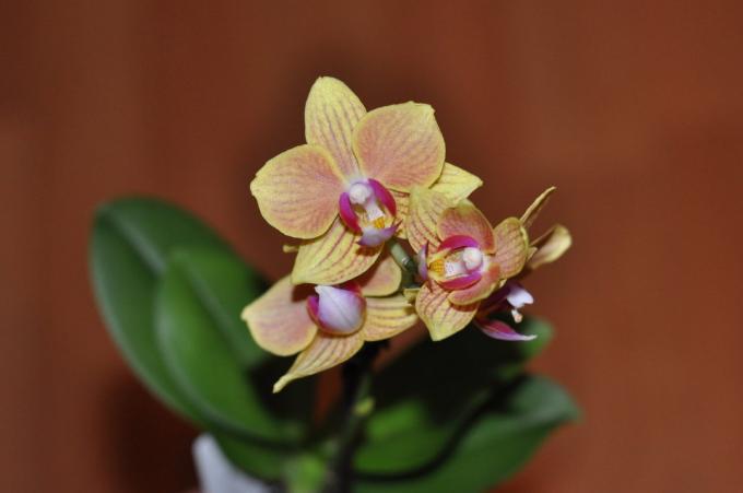 Tik pažiūrėkite: išskyrus šio grožio gali būti žalingas? A Vienas iš mano mėgstamiausių orhideek nuotrauka