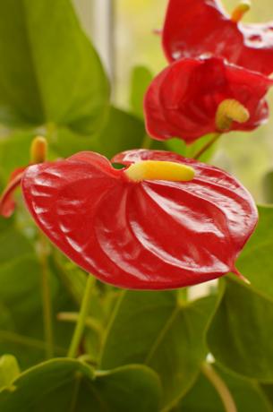 Mano Anthurium, kuri taip pat vadinama "Vyras laimė"