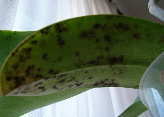 Suodinas grybelis ant orchidėjų ( https://agronomu.com/)