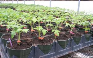 Gydyti pomidorų sodinukus: vandenilio peroksido