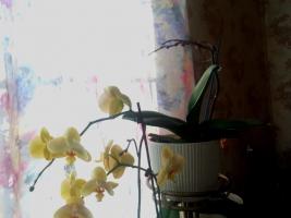Gintaro rūgštis nepadės orchidėjos. Pagrindinis mitas interneto