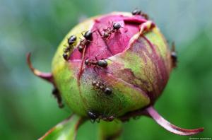 Atsikratyti skruzdės ant Bijūniniai augalai
