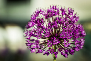 Allium Aflatunense - anksti žalumynai ant jūsų stalo ir dekoratyvinių augalų