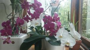 Ką reikia žinoti apie Phalaenopsis. Kai auginimo ypatybės